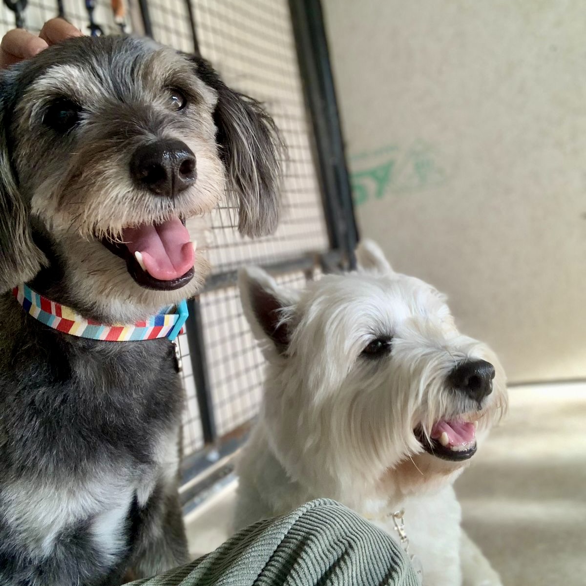 Happy & Toby