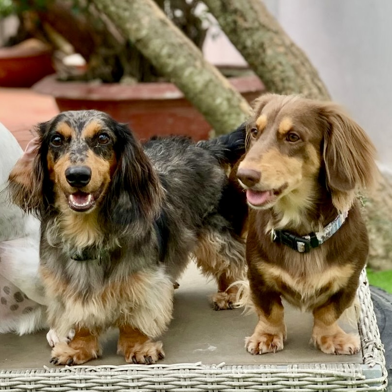 Otis & Milo